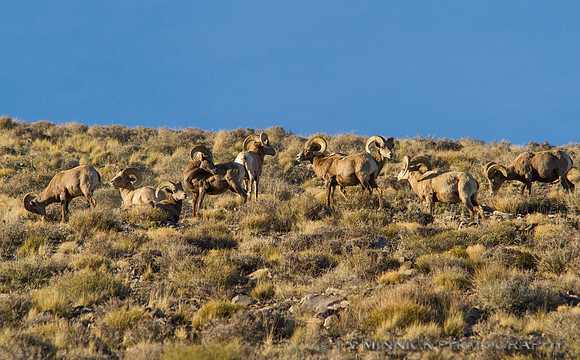 Desert Bighorn Batchelor Herd