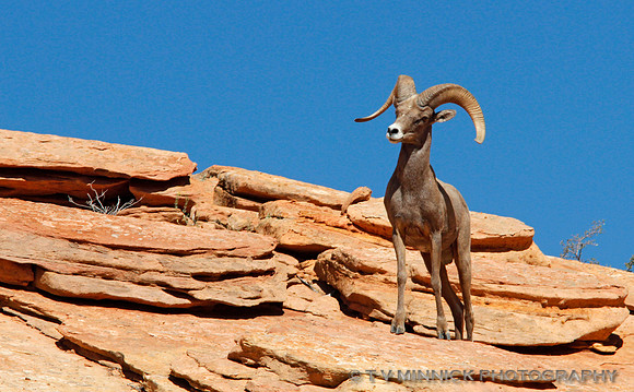Desert Bighorn Sheep
