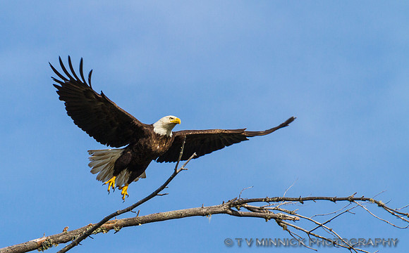 Bald Eagle