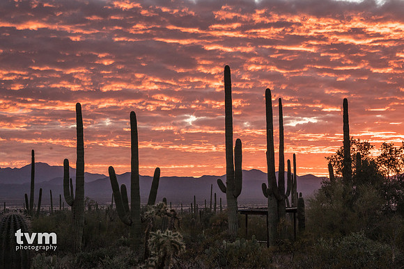 Saguaro Sunset