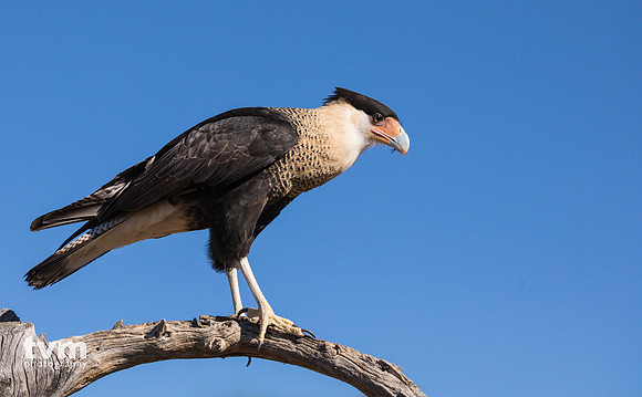 Crested Caracara