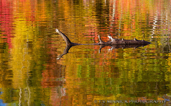 Reflections of Autumn