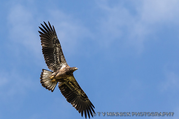 Immature Bald Eagle