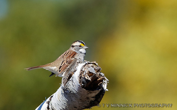 White-throated Sparrow