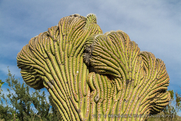 Cristate Saguaro