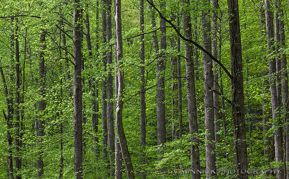 Smokies Forest