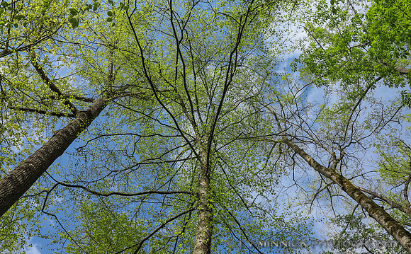 Forest Canopy