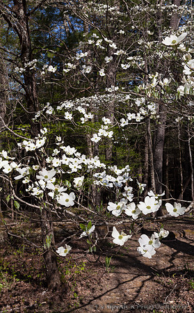 Dogwood Blooms