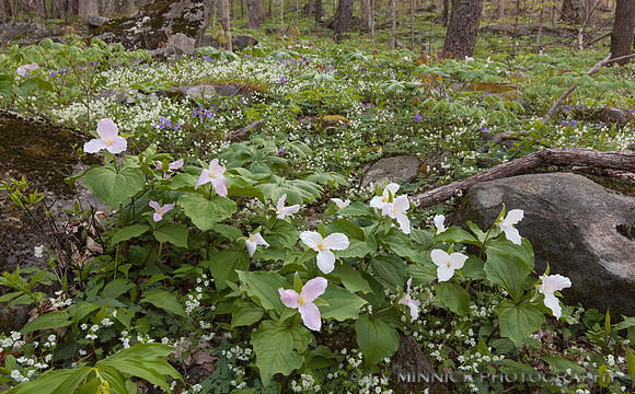 Trilliums on Forest Floor