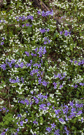 Forest Floor