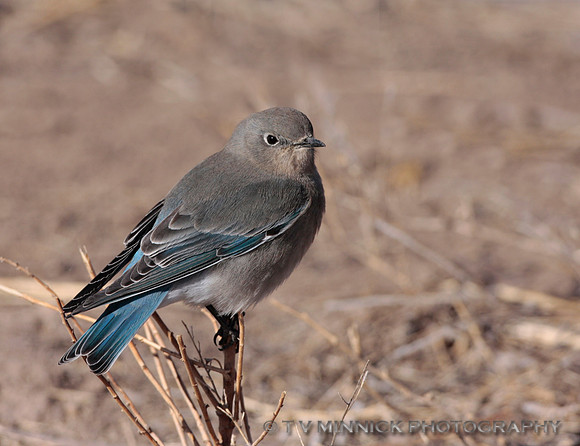 Mountain Blue bird