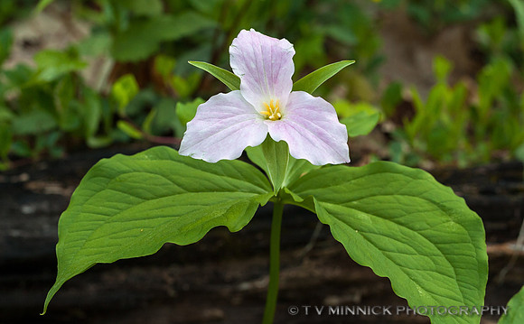 White Trillium
