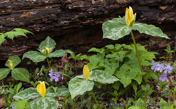 Yellow Trillium