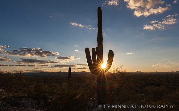 Saguaro at Sunset