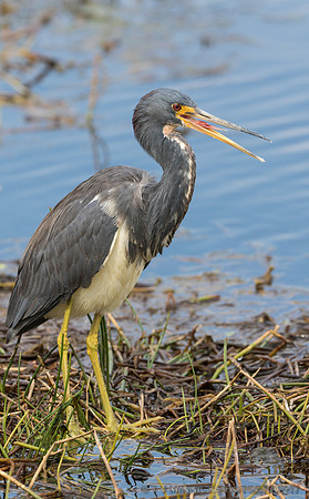 Tricolored Heron