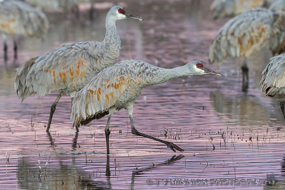 Sandhill Crane