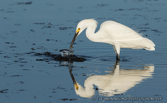 Feeding Snowy Egret