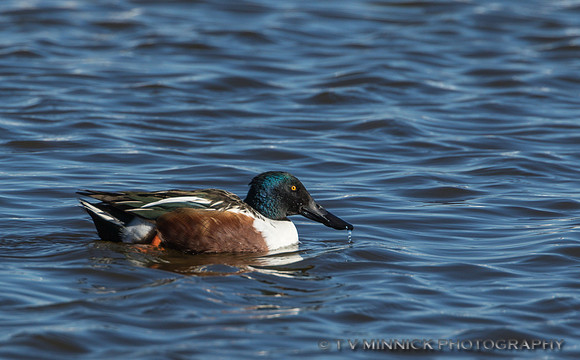 Shoveler Duck