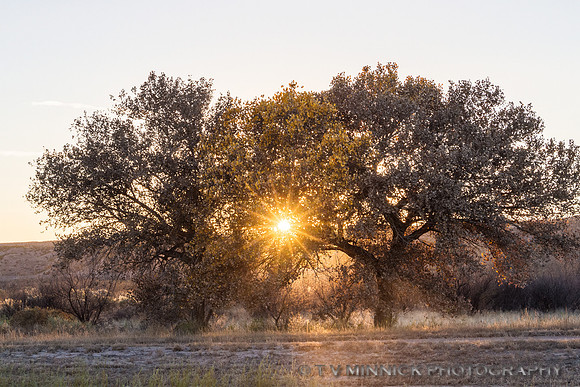 Sunburst