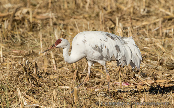 Leucisitic Sandhill Crane