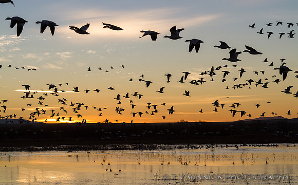 Taking Flight at Dawn