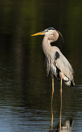 Great Blue Heron