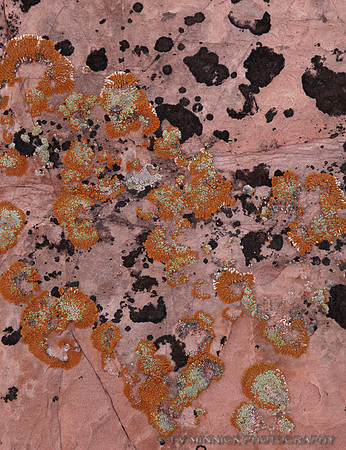 Lichens on Sandstone