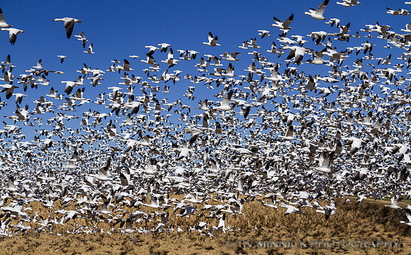 A Blizzard of Snow Geese