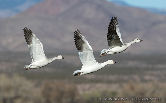 Snow Geese