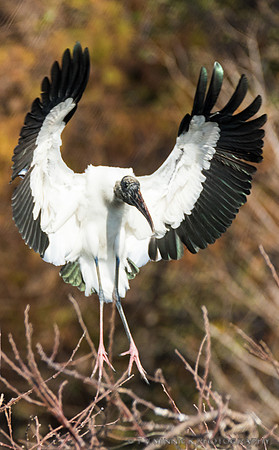 Wood Stork