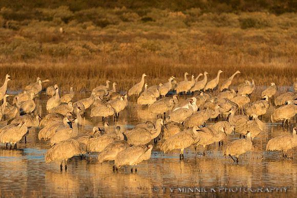 Sandhills at Dawn