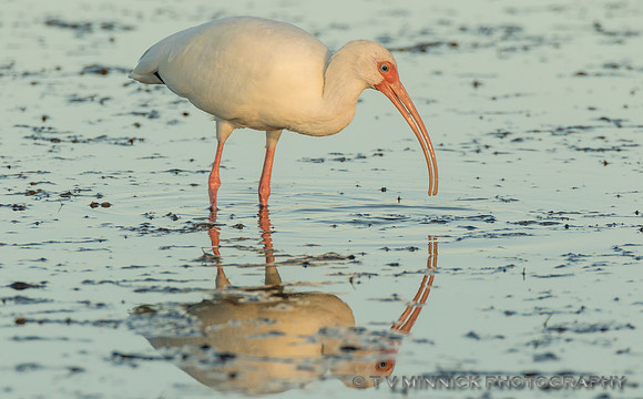 Feeding White Ibis