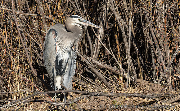 Great Blue Heron