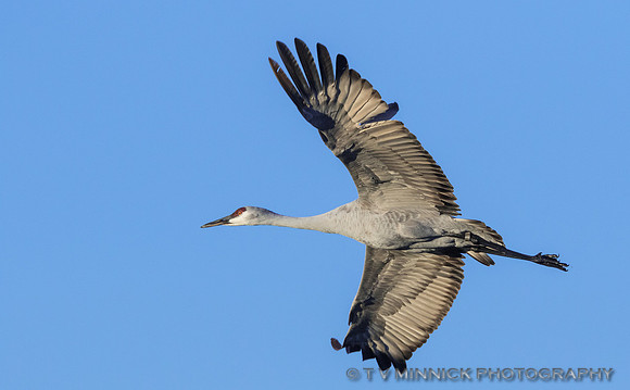 Sandhill Crane