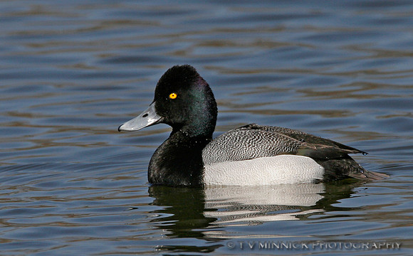Lesser Scaup