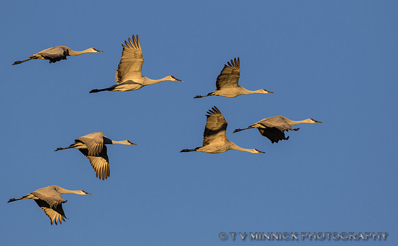 Sandhill Crane