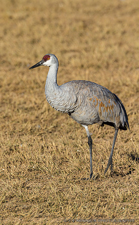 Sandhill Crane