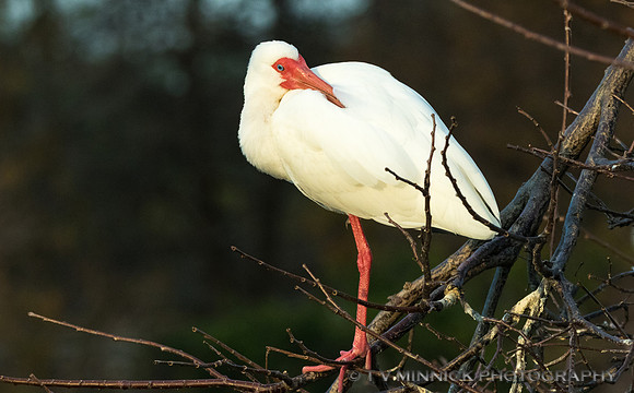 Resting White Ibis