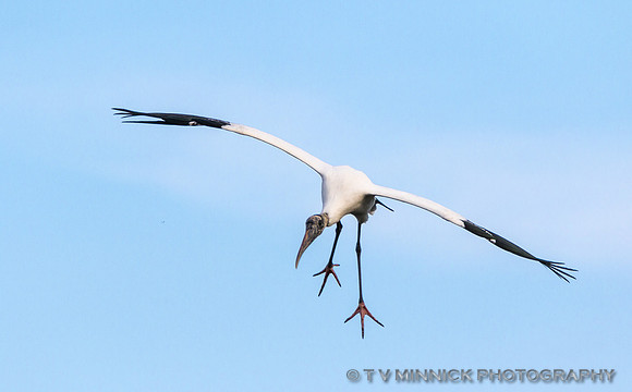 Wood Stork on Final