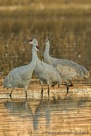 Sandhill Crane