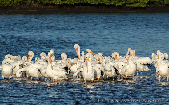 American White Pelicans