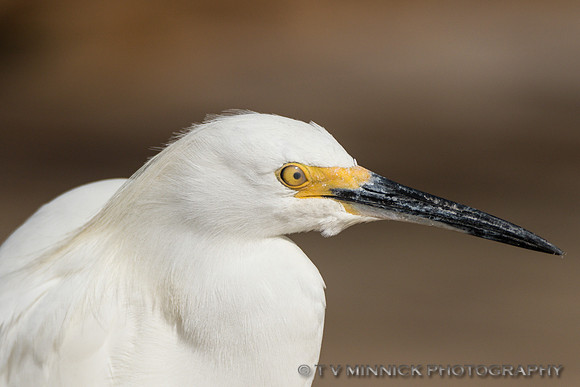 Snowy Egret Portrait
