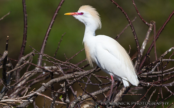 Cattle Egret Breeding