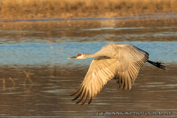 Sandhill Crane