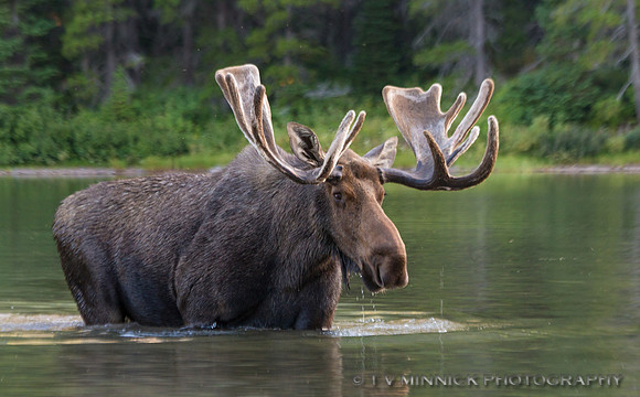 Moose in Velvet