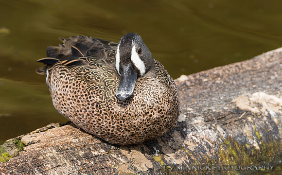 Blue-winged Teal, female