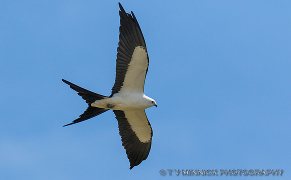 Swallow-tailed Kite