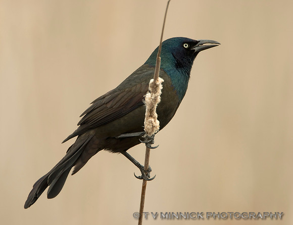 Bronzed Grackle