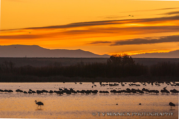 Cranes at Dawn