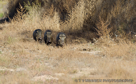 Javelinas